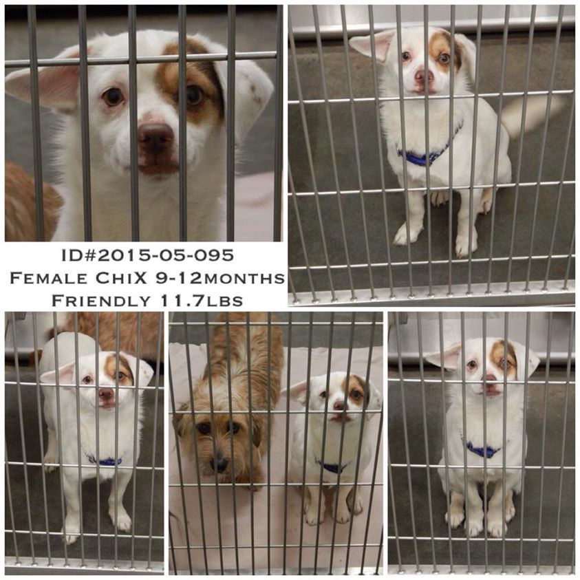 Female ChiX