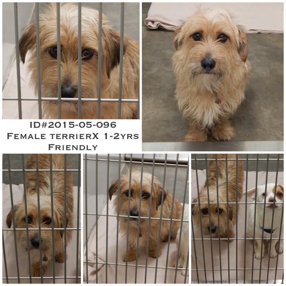 Female Terrier