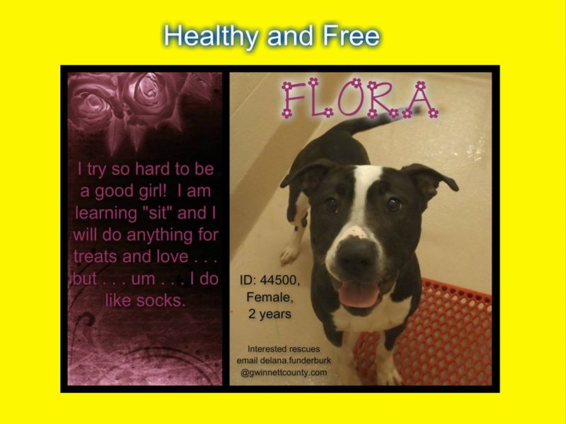 Flora