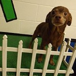 Adoptable Georgia Dogs for May 18, 2015
