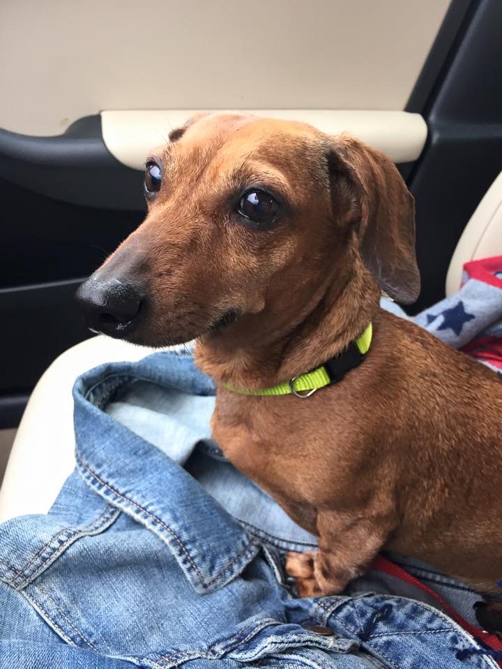 Found Dachshund