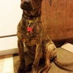 Adoptable Georgia Dogs for May 14, 2015