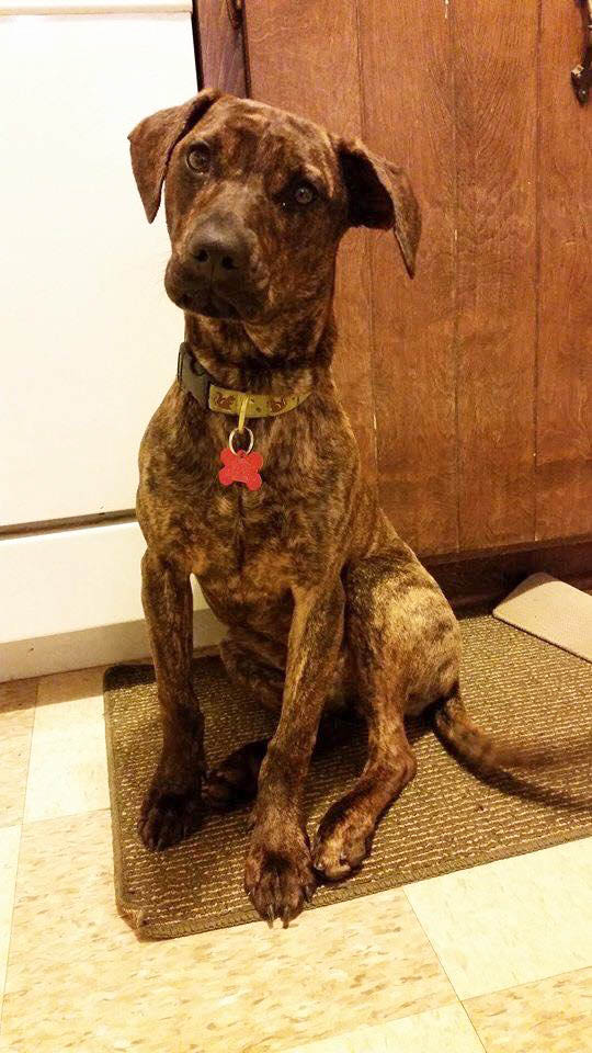 Hazel