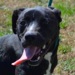 Adoptable Georgia Dogs for May 1, 2015
