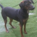 Adoptable Georgia Dogs for May 5, 2015