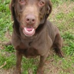 Adoptable Georgia Dogs for May 8, 2015