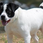 Adoptable Georgia Dogs for May 19, 2015