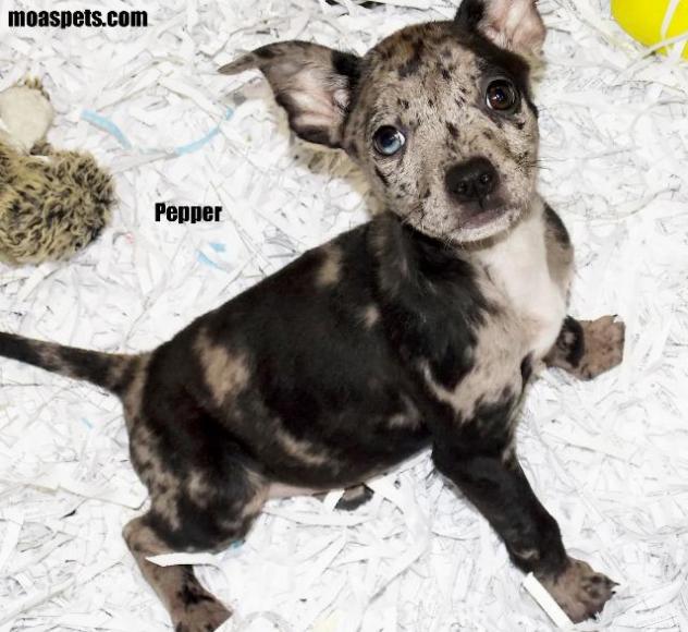 Pepper Madison