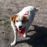 Adoptable Georgia Dogs for May 27, 2015