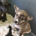 Adoptable Georgia Dogs for May 6, 2015