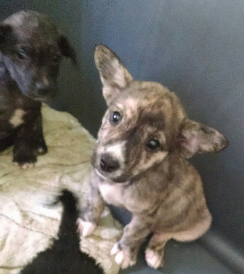 Puppies2
