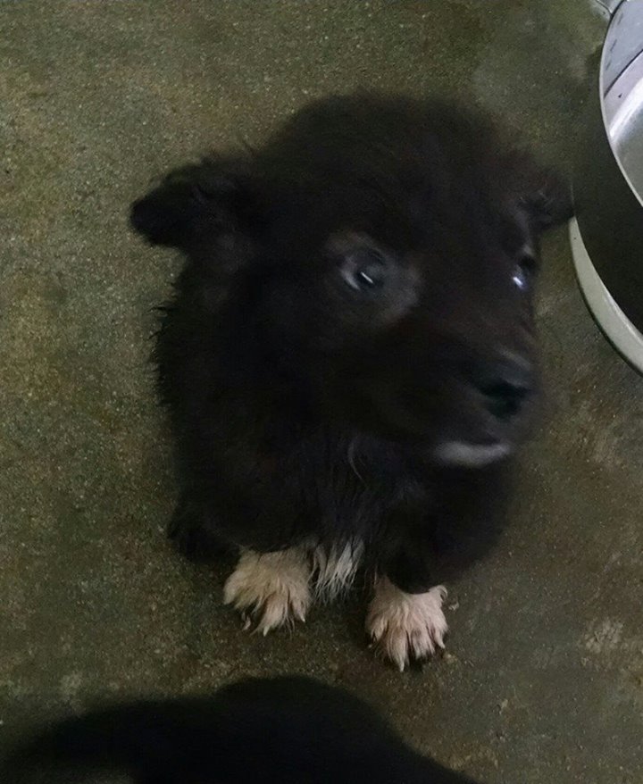 Puppies3