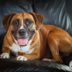 Adoptable Georgia Dogs for May 28, 2015