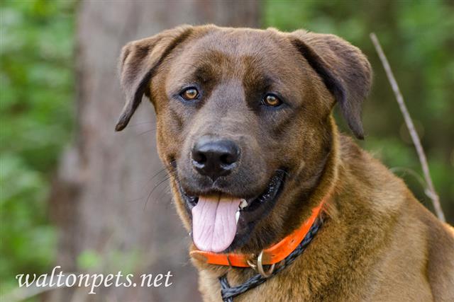 Rufus