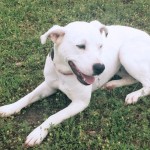 Adoptable Georgia Dogs for May 11, 2015