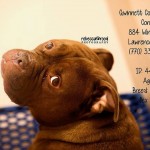Adoptable Georgia Dogs for May 7, 2015