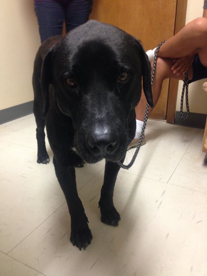 Suwanee Animal Hospital