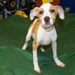 Adoptable Georgia Dogs for May 22, 2015