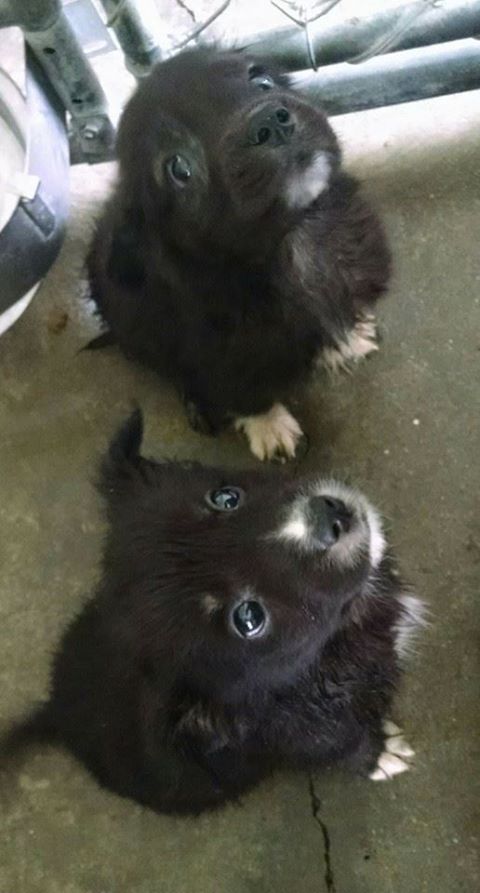 puppies