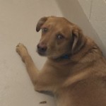 Adoptable Georgia Dogs for June 19, 2015