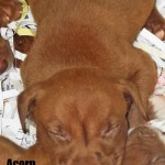 Adoptable Georgia Dogs for June 3, 2015