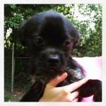 Adoptable Georgia Dogs for June 25, 2015