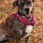 Adoptable Georgia Dogs for June 29, 2015