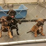 Adoptable Georgia Dogs for June 15, 2015