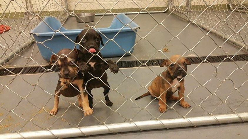 Barrow Puppies