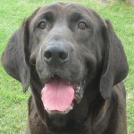 Adoptable Georgia Dogs for June 23, 2015