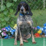 Adoptable Georgia Dogs for June 9, 2014