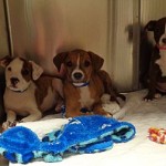 Adoptable Georgia Dogs for June 22, 2015