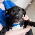 Adoptable Georgia Dogs for June 2, 2015