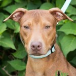 Adoptable Georgia Dogs for June 8, 2015