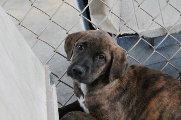 Georgia Dog