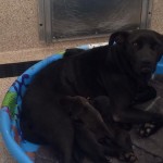 Adoptable Georgia Dogs for June 5, 2015