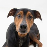 Adoptable Georgia Dogs for June 4, 2015