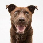 Adoptable Georgia Dogs for June 26, 2015