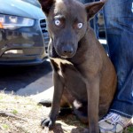 Adoptable Georgia Dogs for June 1, 2015