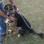 Adoptable Georgia Dogs for June 18, 2015