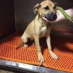 Adoptable Georgia Dogs for May 4, 2015