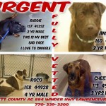 Adoptable Georgia Dogs for June 24, 2015