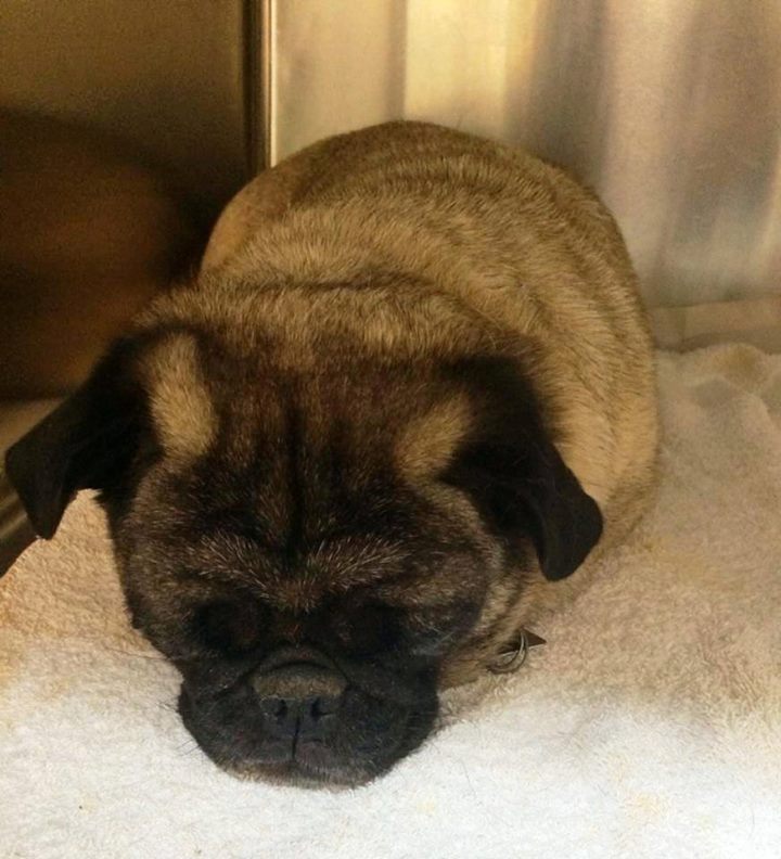 Aliya Pug
