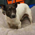 Adoptable Georgia Dogs for July 17, 2015