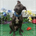 Adoptable Georgia Dogs for July 23, 2015