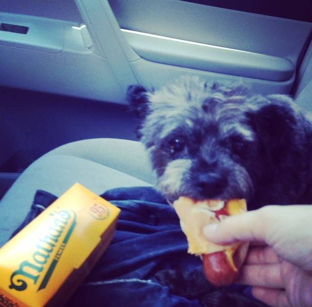 Chester Hot Dog