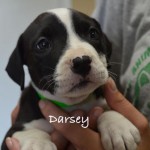 Adoptable Georgia Dogs for July 16, 2015
