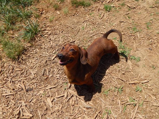 Elvis Doxie