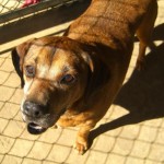 Adoptable Georgia Dogs for July 22, 2015