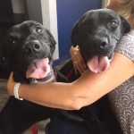 Adoptable Georgia Dogs for July 21, 2015